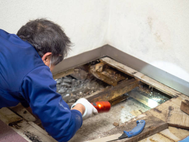 Best Localized Mold Remediation (e.g., coastal areas, humid climates) in Walnutport, PA