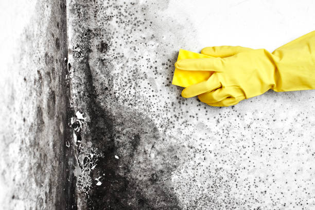 Best Mold Testing and Inspection Services in Walnutport, PA
