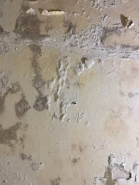 Best Black Mold Remediation in Walnutport, PA
