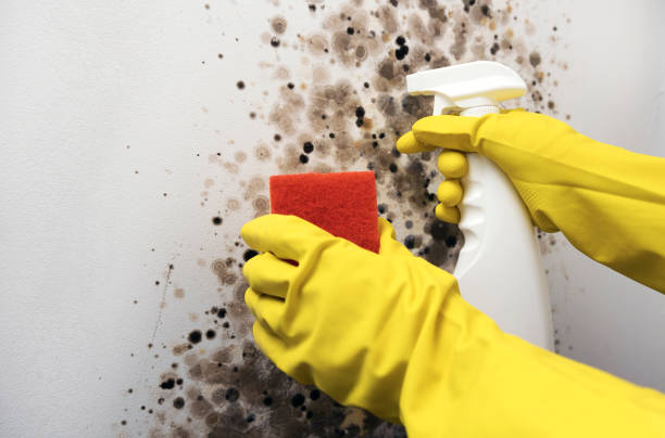 Best Residential Mold Remediation in Walnutport, PA