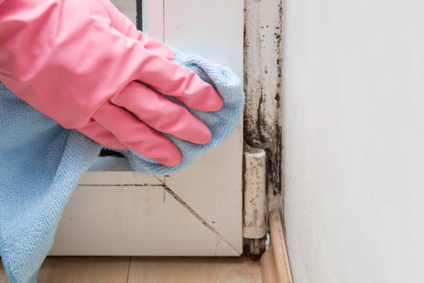 Best Insurance-Related Mold Remediation in Walnutport, PA