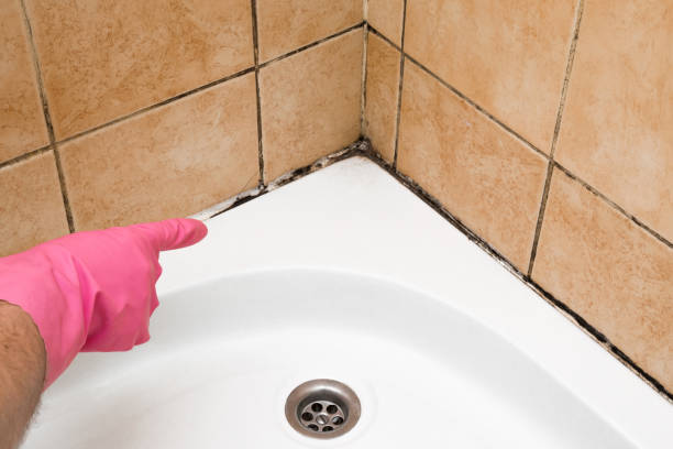 Best Health and Safety Mold Remediation in Walnutport, PA