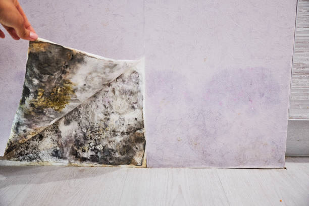 Best Basement Mold Remediation in Walnutport, PA